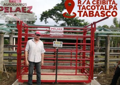 basculas para pesar vacas y toros electronica entregada por agroequipos pelaez